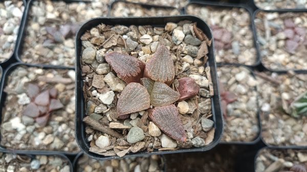 Close-up of Haworthia Splendens Red Blue Crab succulent rosette.