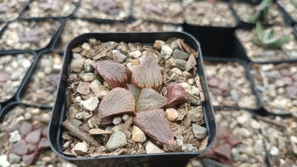 Haworthia Splendens Red Blue Crab succulent in a decorative pot.