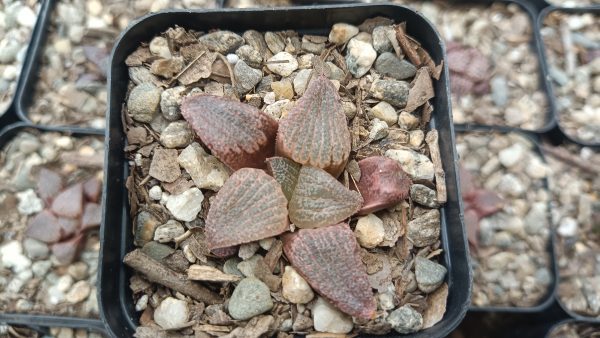 Top view of Haworthia Splendens Red Blue Crab succulent showing leaf patterns.