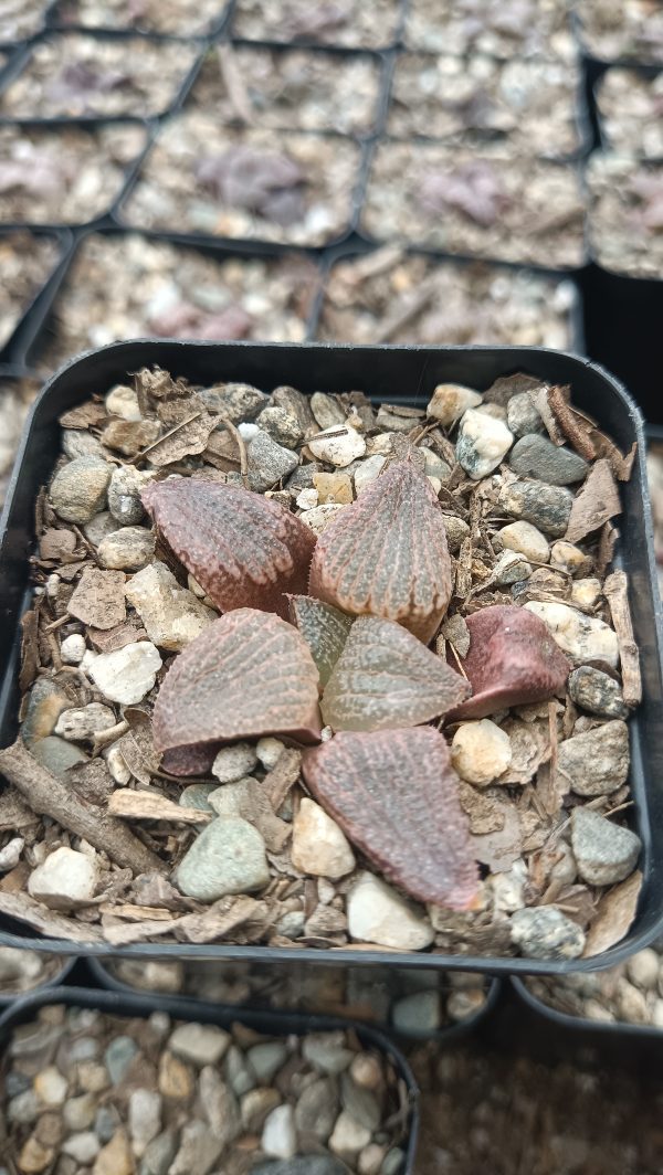 Haworthia Splendens Red Blue Crab succulent on a windowsill.