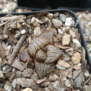 Close-up of Rare Haworthia Picta Hybrid Succulent showing intricate patterns