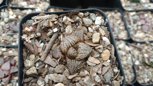 Close-up of Rare Haworthia Picta Hybrid Succulent showing intricate patterns