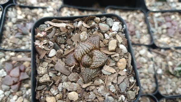 Group of Rare Haworthia Picta Hybrid Succulents in various colors