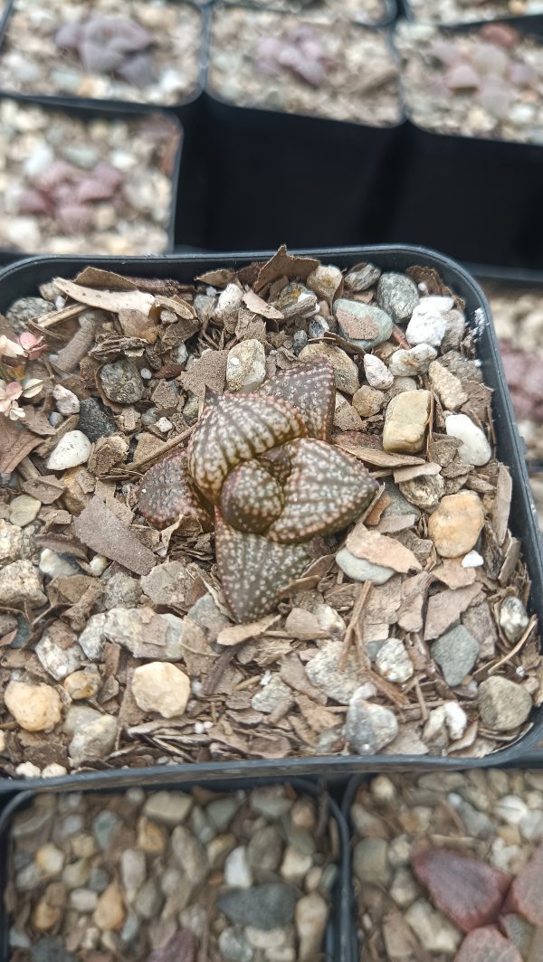 Rare Haworthia Picta Hybrid Succulent in a decorative pot