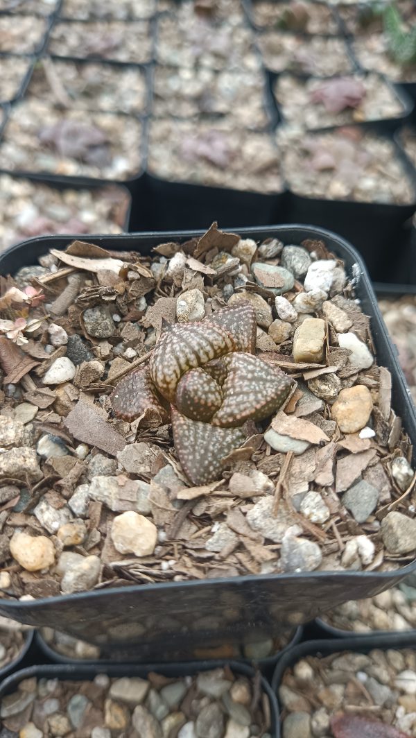 Top view of Rare Haworthia Picta Hybrid Succulent arrangement