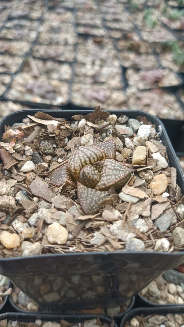 Rare Haworthia Picta Hybrid Succulent in a garden bed