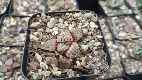 Close-up of Rare Haworthia Picta x Empress Hybrid succulent