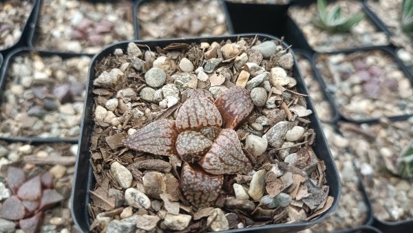 Haworthia Picta x Empress Hybrid in a modern office setting