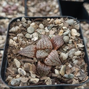Unique patterned leaves of the Haworthia Picta x Empress Hybrid