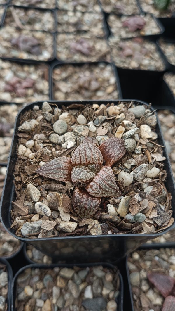 Unique patterned leaves of the Haworthia Picta x Empress Hybrid