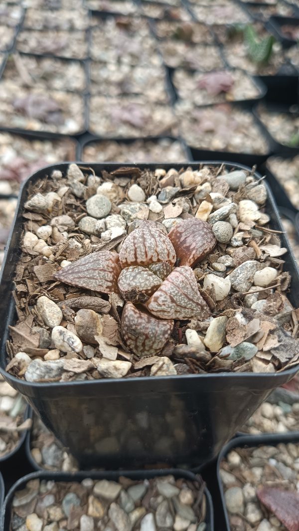 Haworthia Picta x Empress Hybrid in a decorative pot