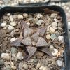 Haworthia Pehlemanniae Hybrid Succulent in Decorative Pot