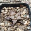 Close-Up of Haworthia Pehlemanniae Hybrid Succulent Rosette