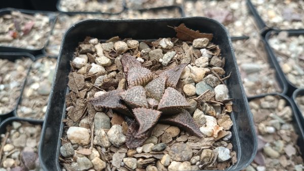 Close-Up of Haworthia Pehlemanniae Hybrid Succulent Rosette