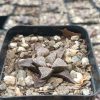 Haworthia Pehlemanniae Hybrid Succulent on Office Desk