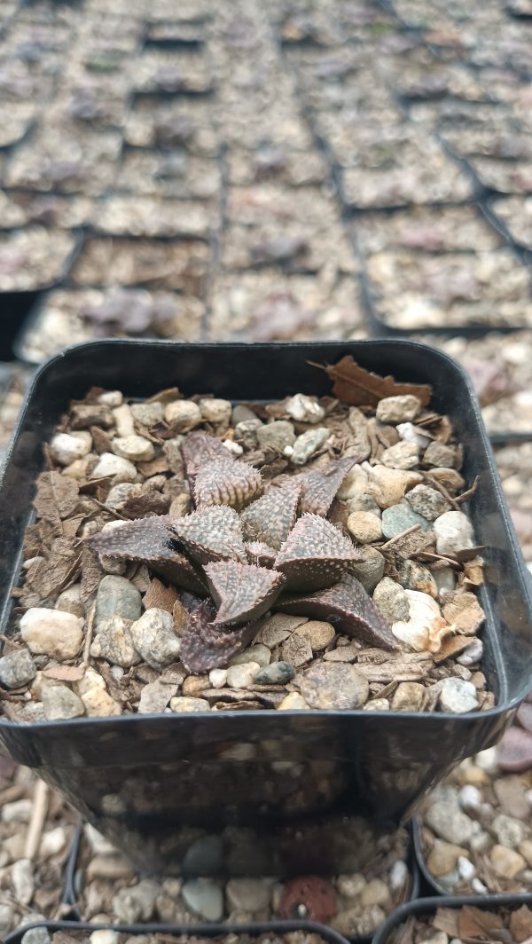 Haworthia Pehlemanniae Hybrid Succulent on Office Desk