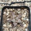 Haworthia Pehlemanniae Hybrid Succulent in Garden Setting