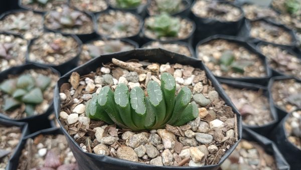 Close-up of Haworthia Truncata Alchetron succulent rosette.