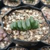 Haworthia Truncata Alchetron succulent in a decorative pot.
