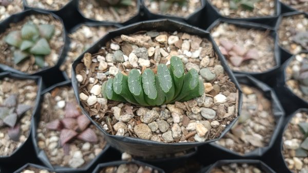 Haworthia Truncata Alchetron succulent in a decorative pot.