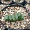 Top view of Haworthia Truncata Alchetron succulent showing leaf patterns.
