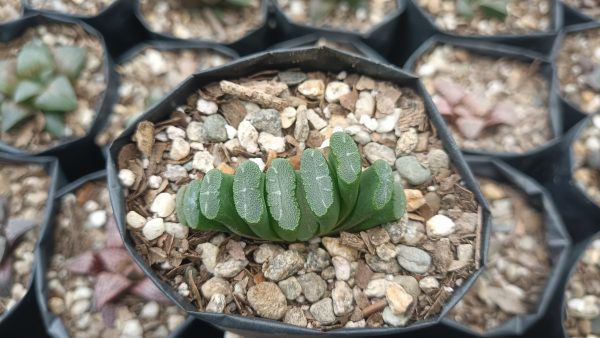 Top view of Haworthia Truncata Alchetron succulent showing leaf patterns.