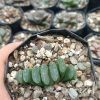 Haworthia Truncata Alchetron succulent on a windowsill.