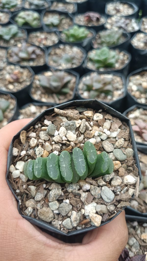 Haworthia Truncata Alchetron succulent on a windowsill.