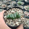 Group of Haworthia Truncata Alchetron succulents in a garden bed.