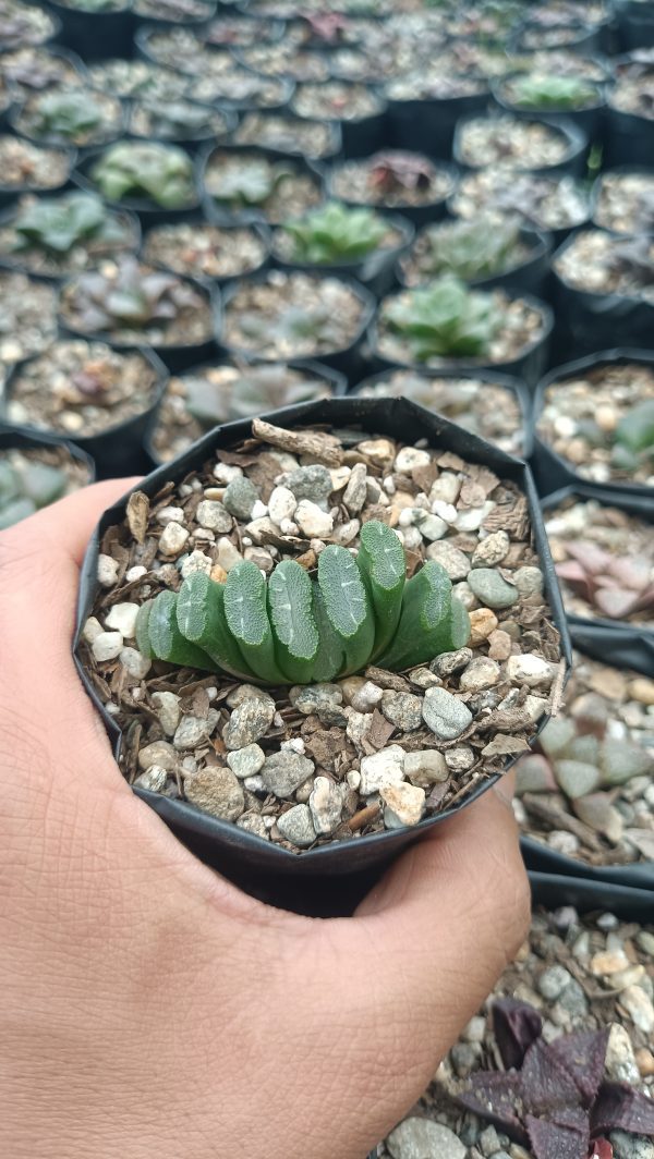 Group of Haworthia Truncata Alchetron succulents in a garden bed.