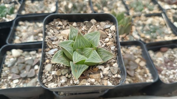 Close-up of Haworthia Pygmaea Var x Retusa succulent rosette.