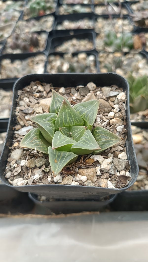 Haworthia Pygmaea Var x Retusa succulent in a decorative pot.