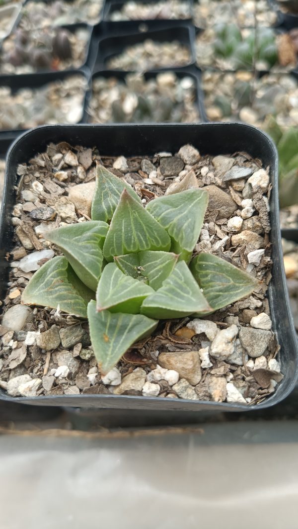 Top view of Haworthia Pygmaea Var x Retusa succulent showing leaf patterns.