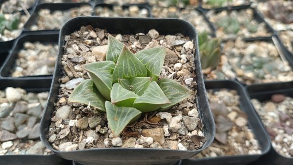 Haworthia Pygmaea Var x Retusa succulent on a windowsill.