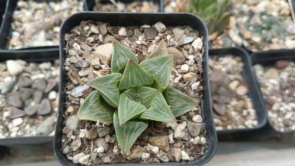 Group of Haworthia Pygmaea Var x Retusa succulents in a garden bed.