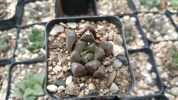 Close-Up of Haworthia Cooperi Black Grape Succulent Rosette