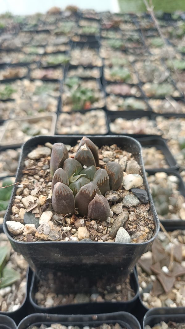 Haworthia Cooperi Black Grape Succulent on Office Desk