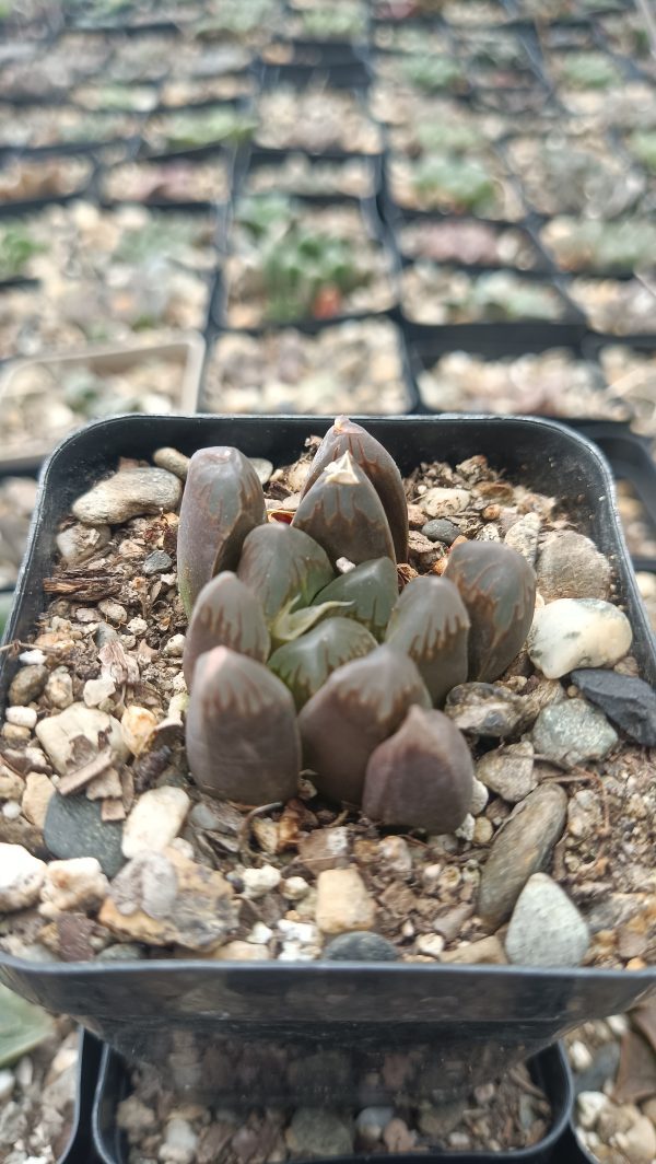 Blooming Haworthia Cooperi Black Grape Succulent Flowers