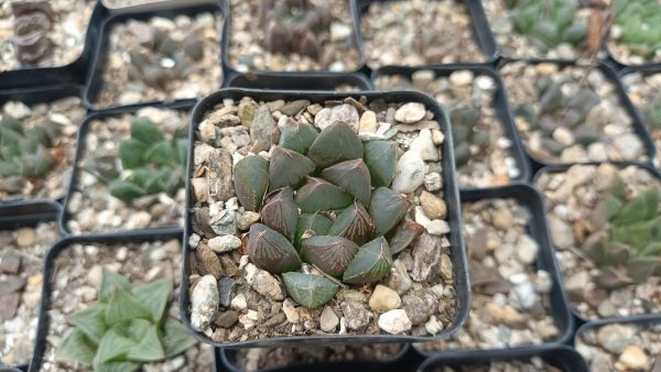 Haworthia Cooperi Pilifera Hybrid Succulent in Decorative Pot