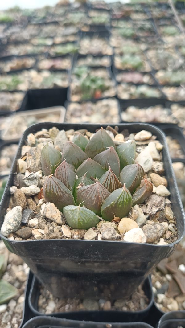 Close-Up of Haworthia Cooperi Pilifera Hybrid Succulent Rosette