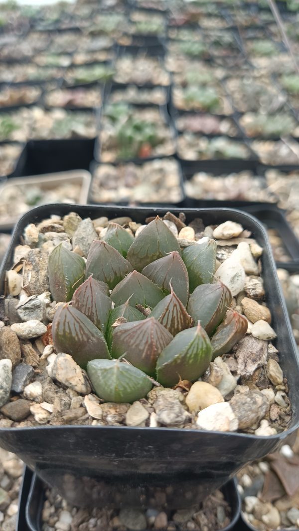 Haworthia Cooperi Pilifera Hybrid Succulent on Office Desk