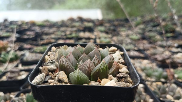 Haworthia Cooperi Pilifera Hybrid Succulent in Garden Setting