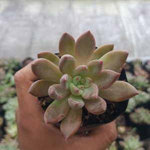 Vibrant Pink Pachyphytum Hookeri succulent with rounded pink leaves, enhancing the look of desks, shelves, or garden spaces.