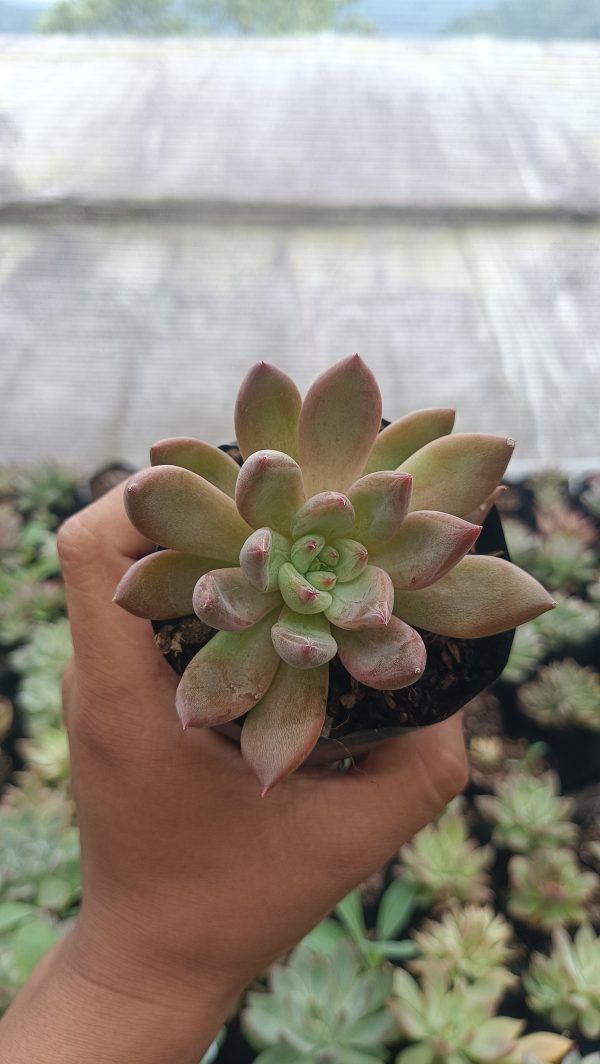 Vibrant Pink Pachyphytum Hookeri succulent with rounded pink leaves, enhancing the look of desks, shelves, or garden spaces.