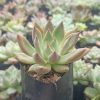 Beautiful Pink Pachyphytum Hookeri succulent with delicate pink foliage, great for brightening up home or office settings.