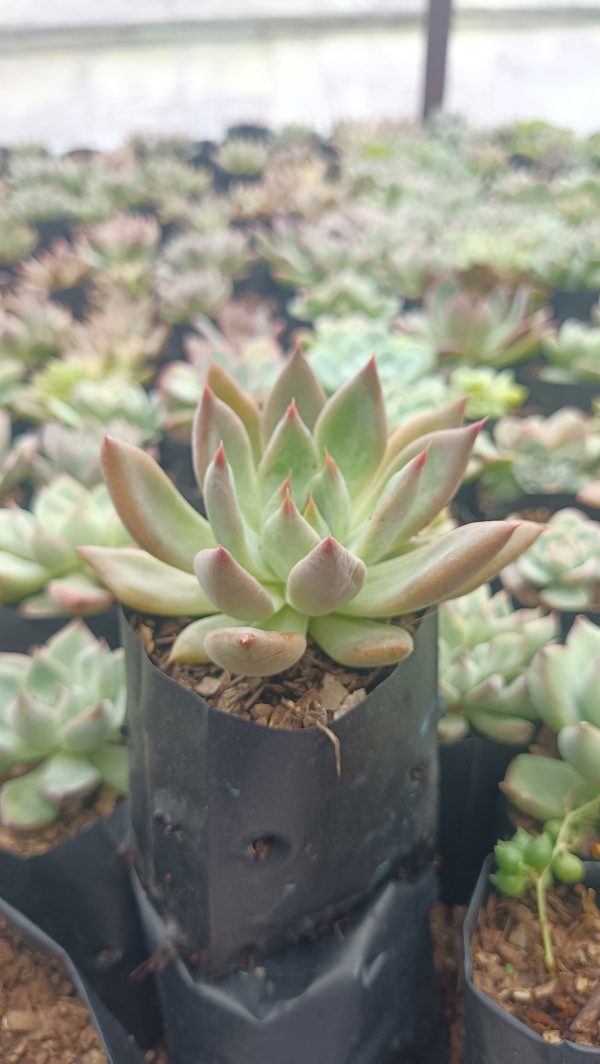 Beautiful Pink Pachyphytum Hookeri succulent with delicate pink foliage, great for brightening up home or office settings.