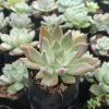 Beautiful Pink Pachyphytum Hookeri succulent with delicate pink foliage, great for brightening up home or office settings.