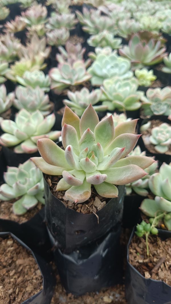 Beautiful Pink Pachyphytum Hookeri succulent with delicate pink foliage, great for brightening up home or office settings.