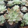 Pink Pachyphytum Hookeri succulent showing its rosette shape and pastel pink leaves, perfect for adding a touch of elegance to any space.