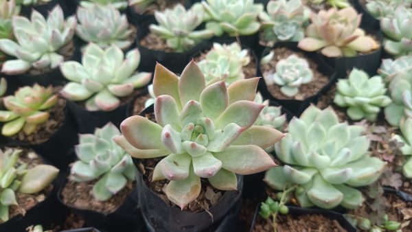 Pink Pachyphytum Hookeri succulent showing its rosette shape and pastel pink leaves, perfect for adding a touch of elegance to any space.